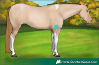 Horse Color:Red Dun Pearl Tobiano 