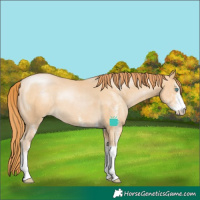Horse Color:White Spotted Buckskin Pearl Tobiano 