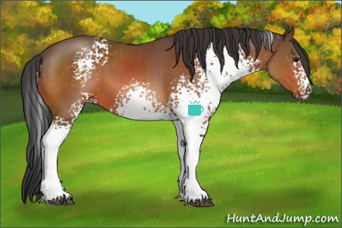 Horse Color:White Spotted Bay