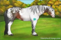 Horse Color:White Spotted Brown 