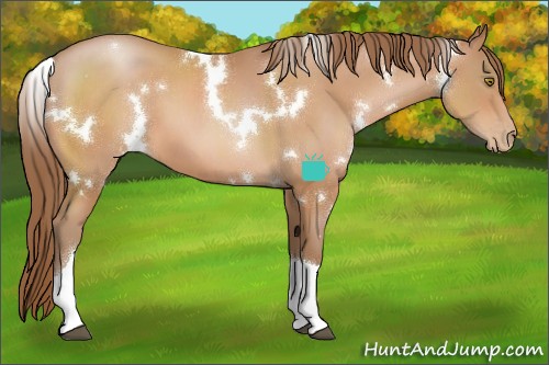 Horse Color:White Spotted Brown Pearl Tobiano 