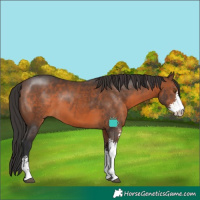 Horse Color:Brown Sabino 