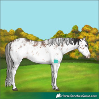 Horse Color:White Spotted Brown Sabino Splash Rabicano 