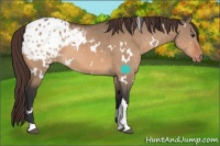 Horse Color:White Spotted Bay Dun Appaloosa 