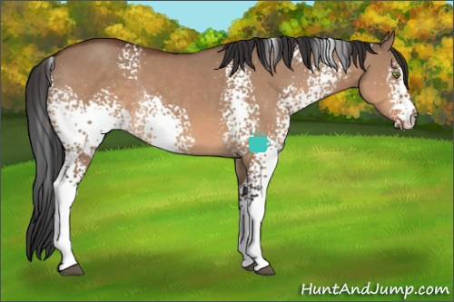 Horse Color:White Spotted Bay Dun Rabicano 