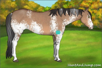 Horse Color:White Spotted Bay Dun Rabicano
