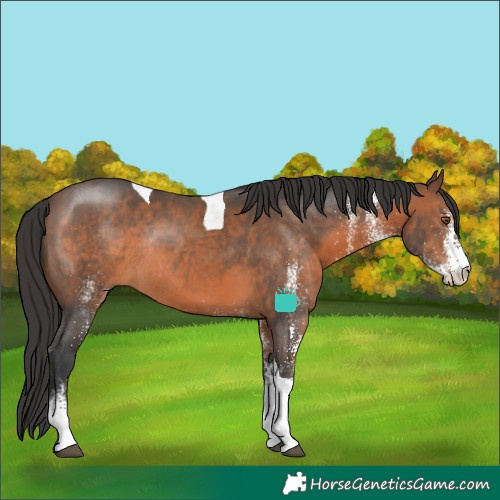 Horse Color:White Spotted Brown Tobiano Rabicano 