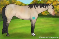 Horse Color:Bay Dun