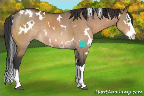 Horse Color:White Spotted Brown Dun Splash Rabicano
