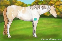 Horse Color:White Spotted Buckskin Pearl 