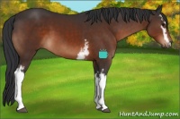 Horse Color:White Spotted Brown 