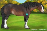 Horse Color:White Spotted Brown Rabicano 