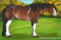 Horse Color:White Spotted Bay Rabicano 