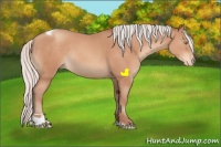Horse Color:Silver Sable Champagne Sabino Tobiano Appaloosa Rabicano 