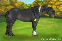 Horse Color:Black Sabino Tobiano
