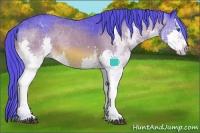 Horse Color:Watercolor White Spotted Bay Splash Appaloosa 