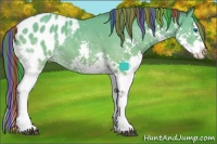 Horse Color:Painted White Spotted Buckskin Splash Appaloosa 