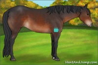 Horse Color:Brown 
