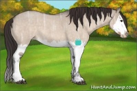Horse Color:Brown Ice Roan Dun Splash Appaloosa