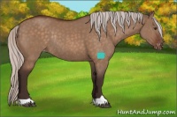 Horse Color:Silver Brown Dun Appaloosa Rabicano 