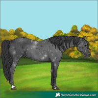 Horse Color:Black 