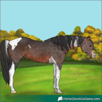 Horse Color:Brown Tobiano 