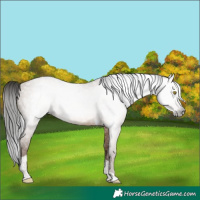 Horse Color:Gray Amber Champagne Tobiano 