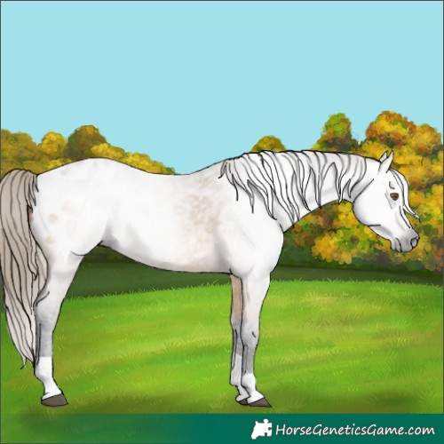 Horse Color:Gray Buckskin Tobiano Appaloosa 