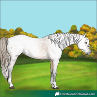 Horse Color:Gray Buckskin Tobiano Appaloosa 