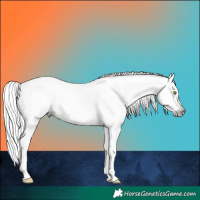 Horse Color:Gray White Spotted Gold Champagne Splash 