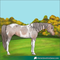 Horse Color:Bay Tobiano Appaloosa 