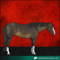 Horse Color:Buckskin 