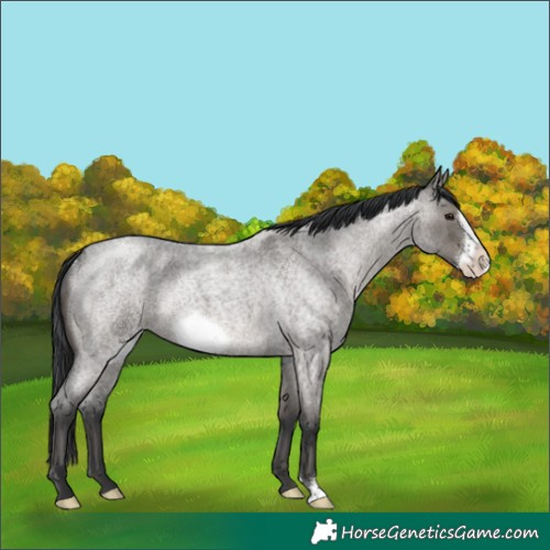 Horse Color:Grullo Roan Frame Rabicano