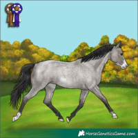 Horse Color:Grullo Roan Frame Rabicano