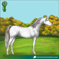 Horse Color:White Spotted Smoky Grullo Sabino Splash Appaloosa 