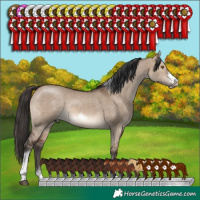 Horse Color:Brown Dun Tobiano Frame Rabicano 