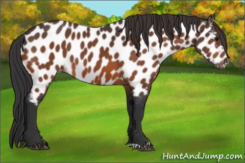 Horse Color:Bay Appaloosa 