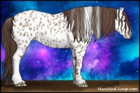 Horse Color:Classic Champagne Appaloosa 