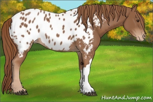 Horse Color:Chestnut Appaloosa 