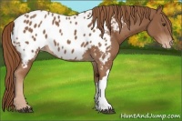 Horse Color:Chestnut Near Leopard 