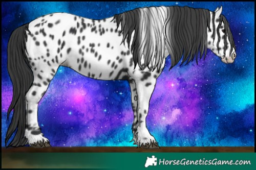 Horse Color:Black Near Leopard 