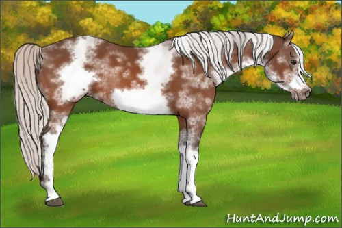 Horse Color:White Spotted Silver Bay Frame 