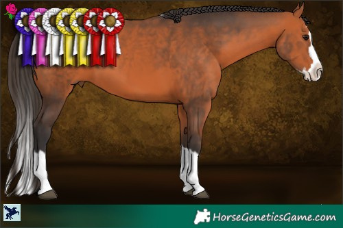 Horse Color:Brown Sabino Splash 