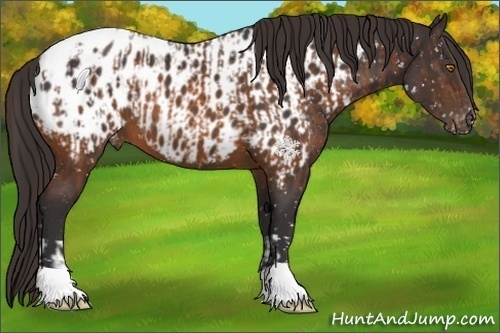 Horse Color:Buckskin Blanket and Buckskin Near Leopard