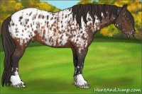 Horse Color:Buckskin Blanket  and Buckskin Near Leopard 
