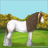 Horse Color:Buckskin Splash Near Fewspot 