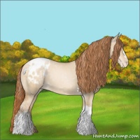 Horse Color:Buckskin Pearl Dun Appaloosa 