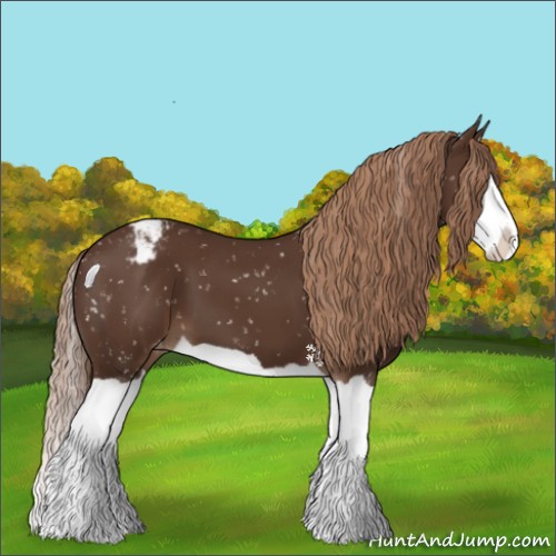 Horse Color:Liver Chestnut Splash Appaloosa 