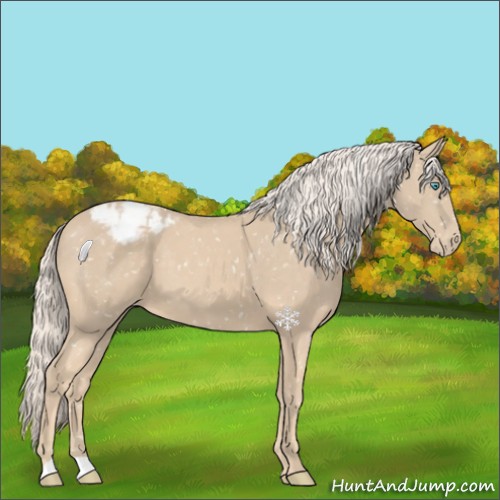 Horse Color:Cremello Appaloosa 
