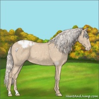 Horse Color:Cremello Appaloosa 